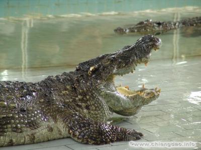 thumbs/0012---Krokodil-und-Tigerfarm--0037.jpg